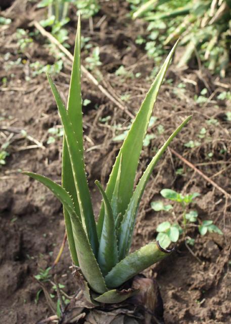 Aloevera